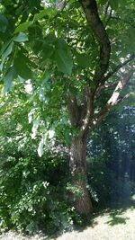 Low angle view of trees in forest