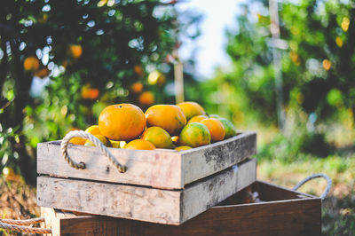 Fruits growing in crate