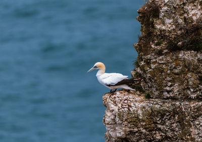 Seagull perching on rock