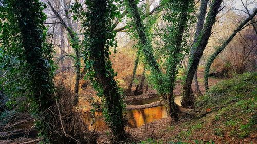 View of trees in forest