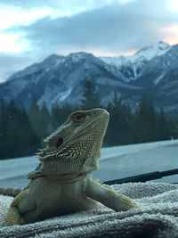 Close-up of a reptile on mountain