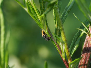 Close-up of bee on plant