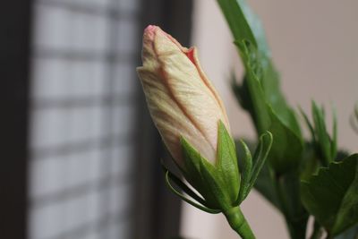 Close-up of flower bud on plant