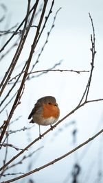 Close-up of bird perching on branch against sky