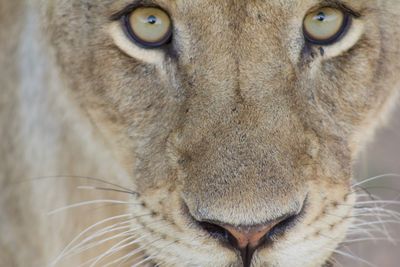 Close-up portrait of a cat