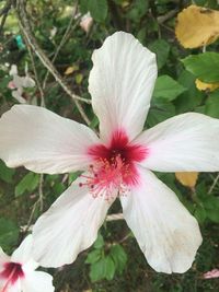 Close-up of hibiscus blooming outdoors