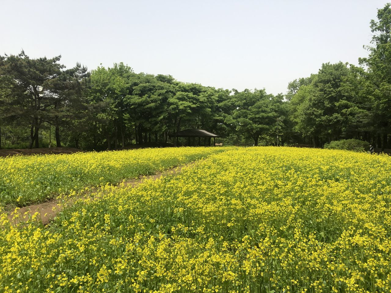 🇰🇷nodry🇰🇷