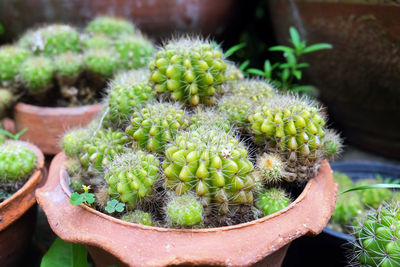 Close-up of succulent plant