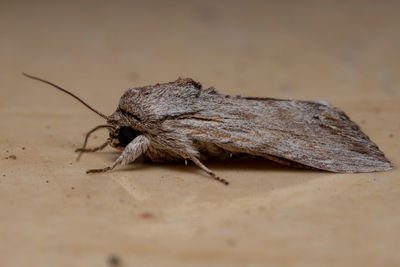 Close-up of insect on wood