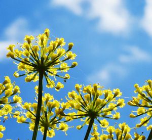 Low angle view of yellow flowers against blue sky