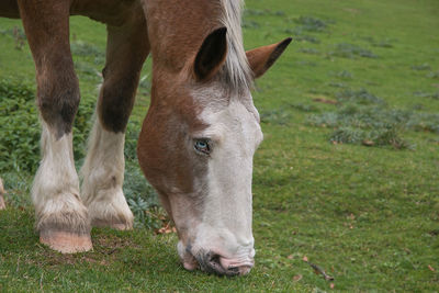 Close up of wonderful horse with blue eyes