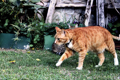 Portrait of cat