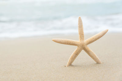 Close-up of starfish on sand at beach