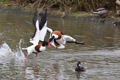 Ducks swimming in lake