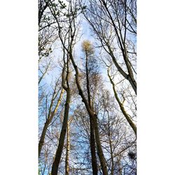 Low angle view of bare trees against sky