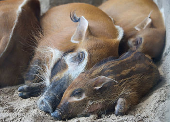 Close-up of animal sleeping