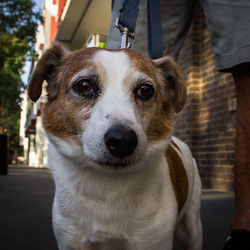 Portrait of a dog