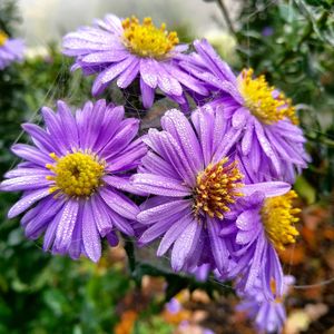 Close-up of purple flowers blooming outdoors