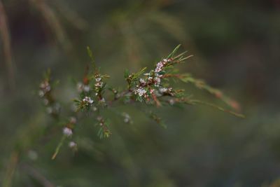 Close-up of flowering plant