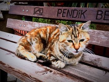 Portrait of cat relaxing on table