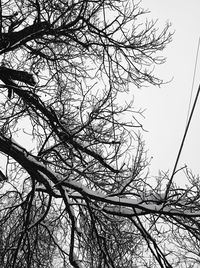 Low angle view of bare tree against clear sky