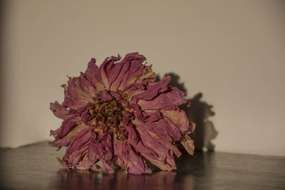 Close-up of flower against blurred water