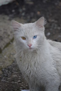 Close-up portrait of white cat
