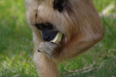 Close-up of monkey eating