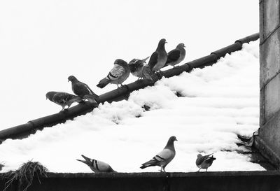 Low angle view of birds perching on wall