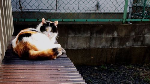 domestic animals