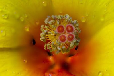 Macro shot of yellow flower