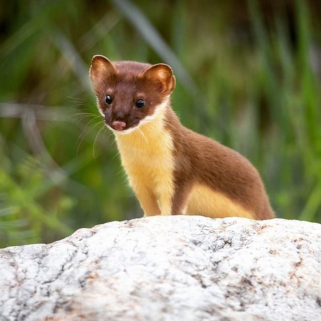 Longtailedweasel