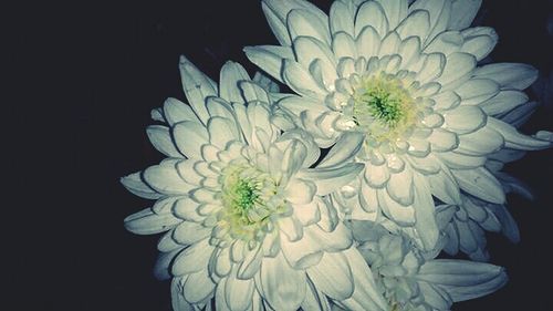 Close-up of white flower blooming against black background