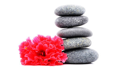 Close-up of colorful flowers against white background
