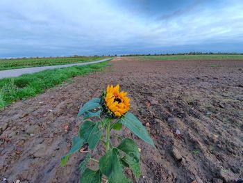 Scenic view of sunflower field against cloudy sky
