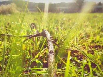 Close-up of lizard on grassy field