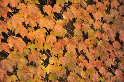 Full frame shot of autumn leaves