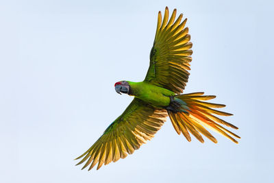 Close-up of parrot