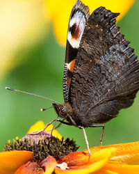 Close-up of butterfly pollinating flower