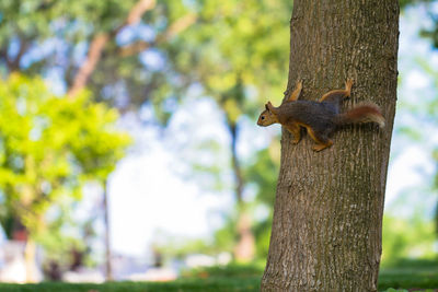 Close-up of squirrel on tree trunk