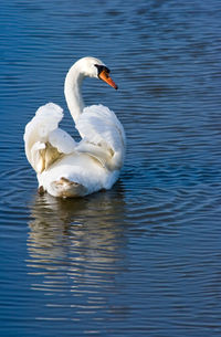 Swans swimming in lake