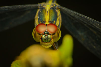 Close-up of bee on leaf