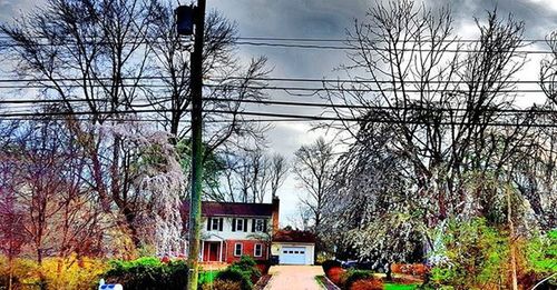 Bare trees against cloudy sky