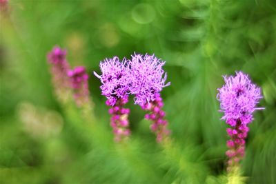 Close-up of purple flowering plant in park