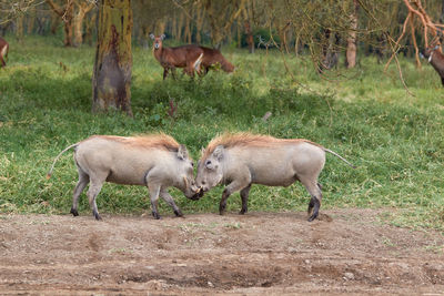 Two warthogs fighting in kenya