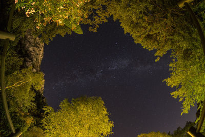 Low angle view of trees against sky at night