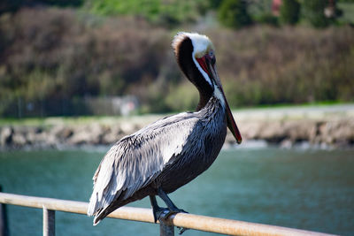 Close-up of bird perching on branch