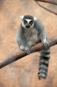 Portrait of lemur on stick
