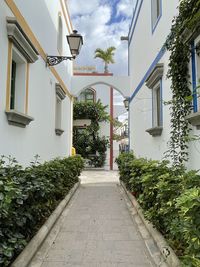 Footpath amidst trees