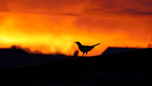 Silhouette bird against orange sky